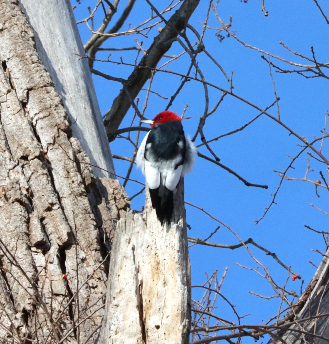Red-headed Woodpecker - ML647134490