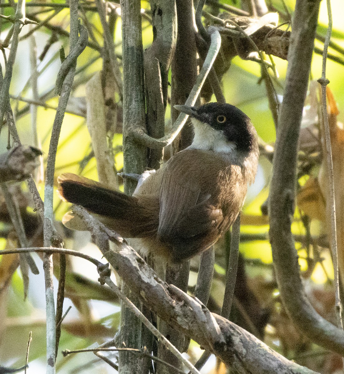 Dark-fronted Babbler - ML647134492