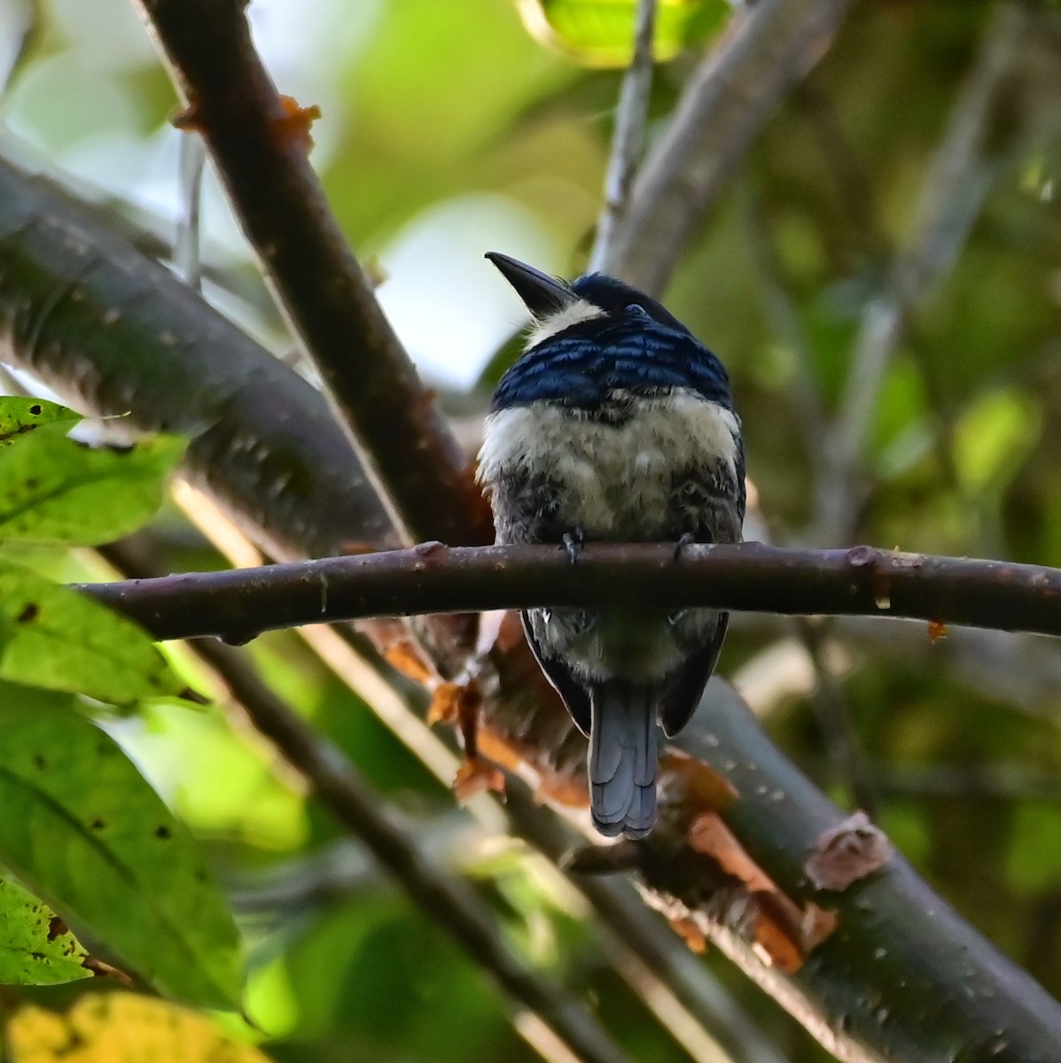 Black-breasted Puffbird - ML647134493