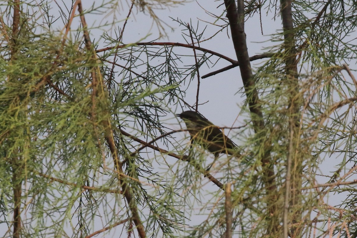 Lesser Whitethroat - ML647134494