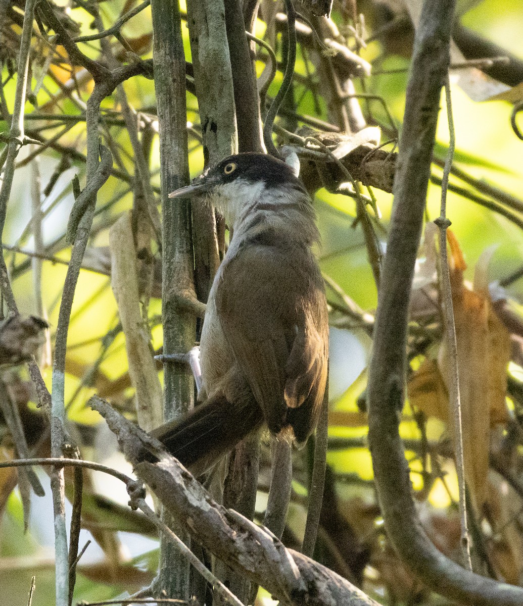 Dark-fronted Babbler - ML647134495