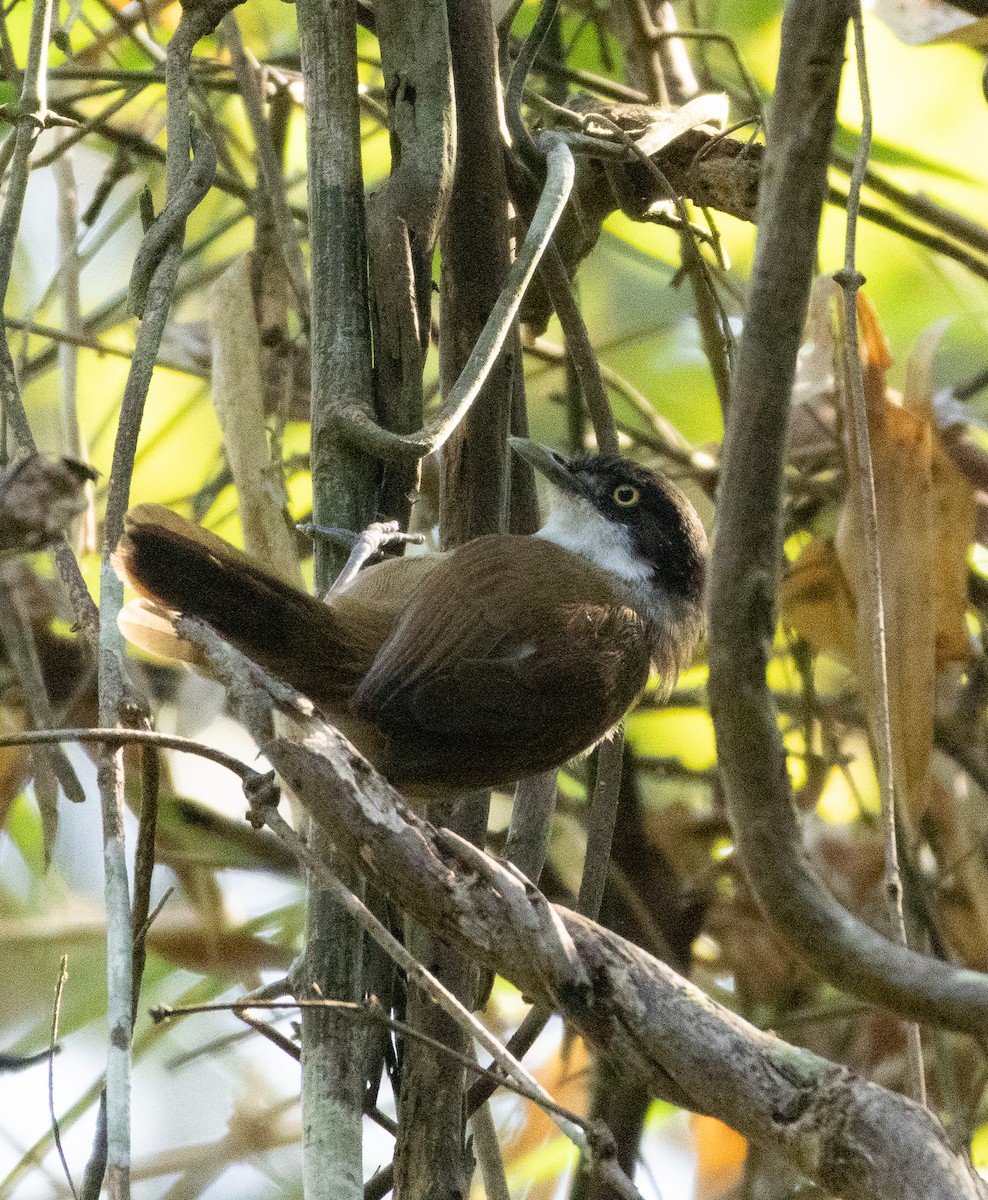 Dark-fronted Babbler - ML647134497