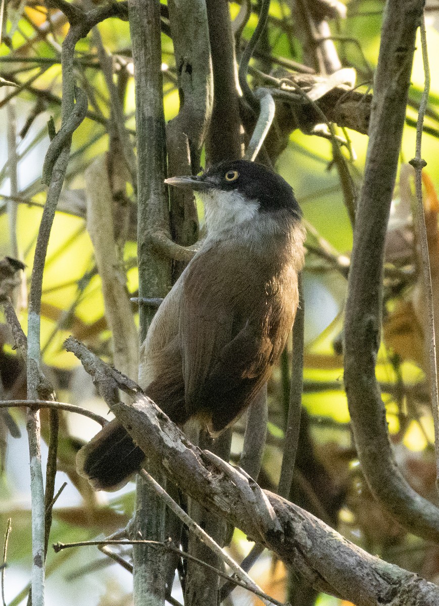Dark-fronted Babbler - ML647134498