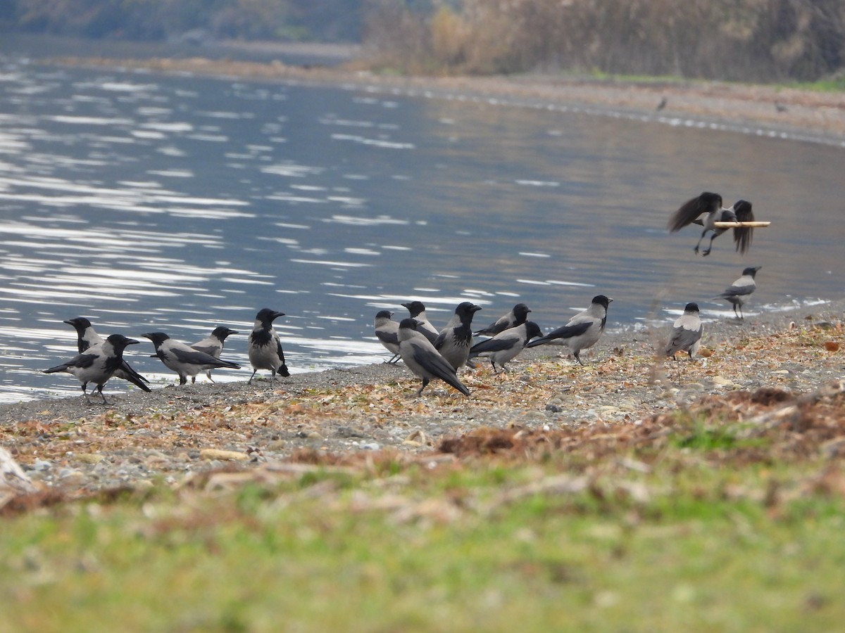 Hooded Crow - ML647134499