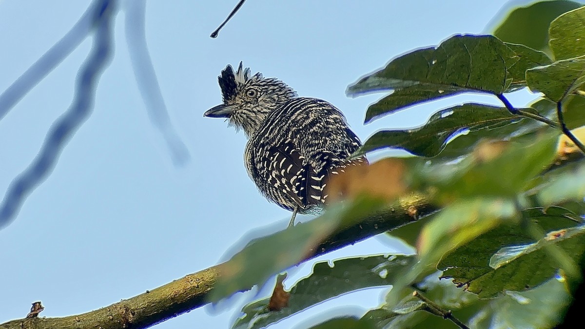 Barred Antshrike - ML647134500