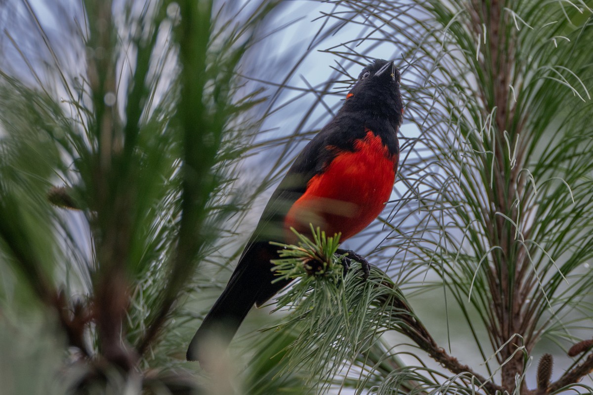 Scarlet-bellied Mountain Tanager - ML647134501