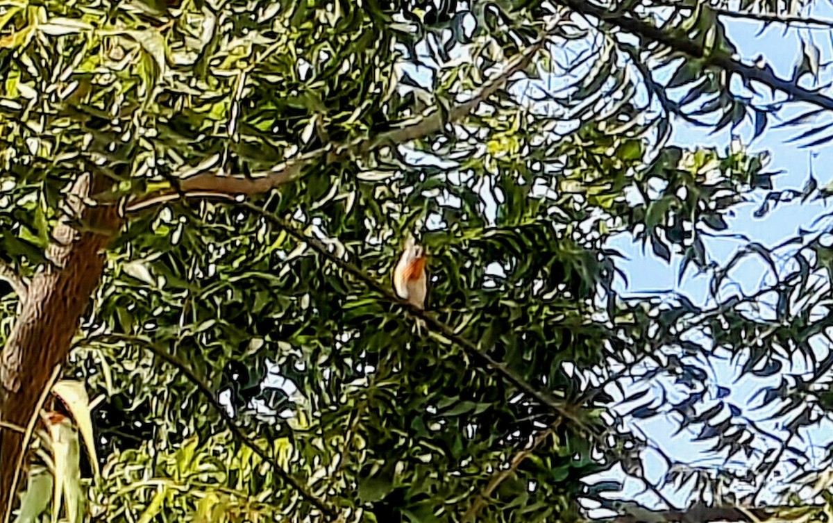 Red-breasted Flycatcher - ML647134502