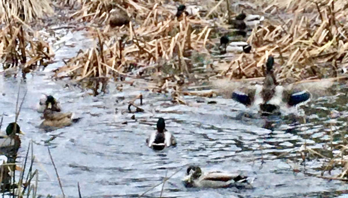 Mallard - ML647134503