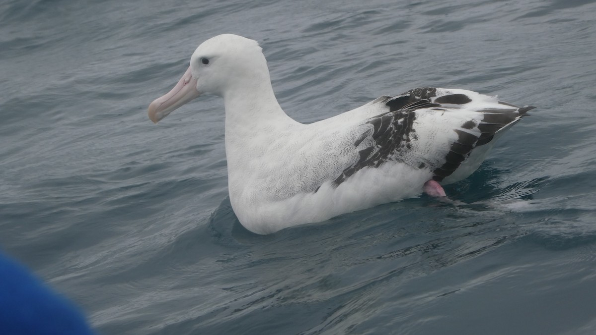 Antipodean Albatross - ML647134504