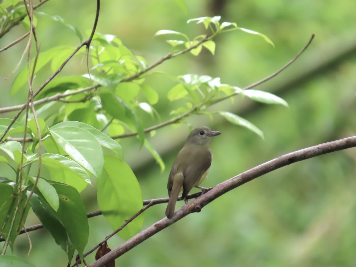 Blue Mountain Vireo - ML647134505