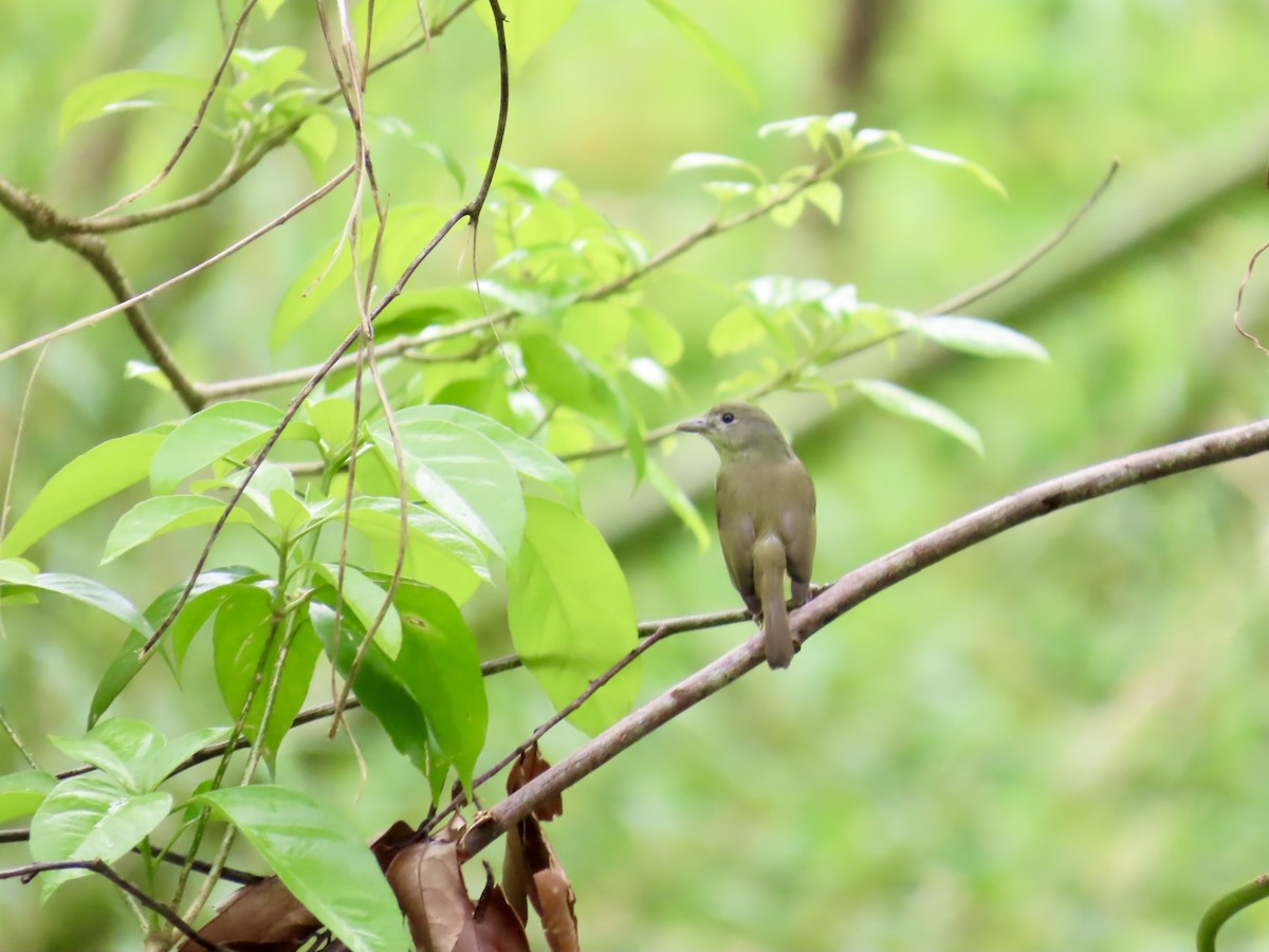 Blue Mountain Vireo - ML647134506