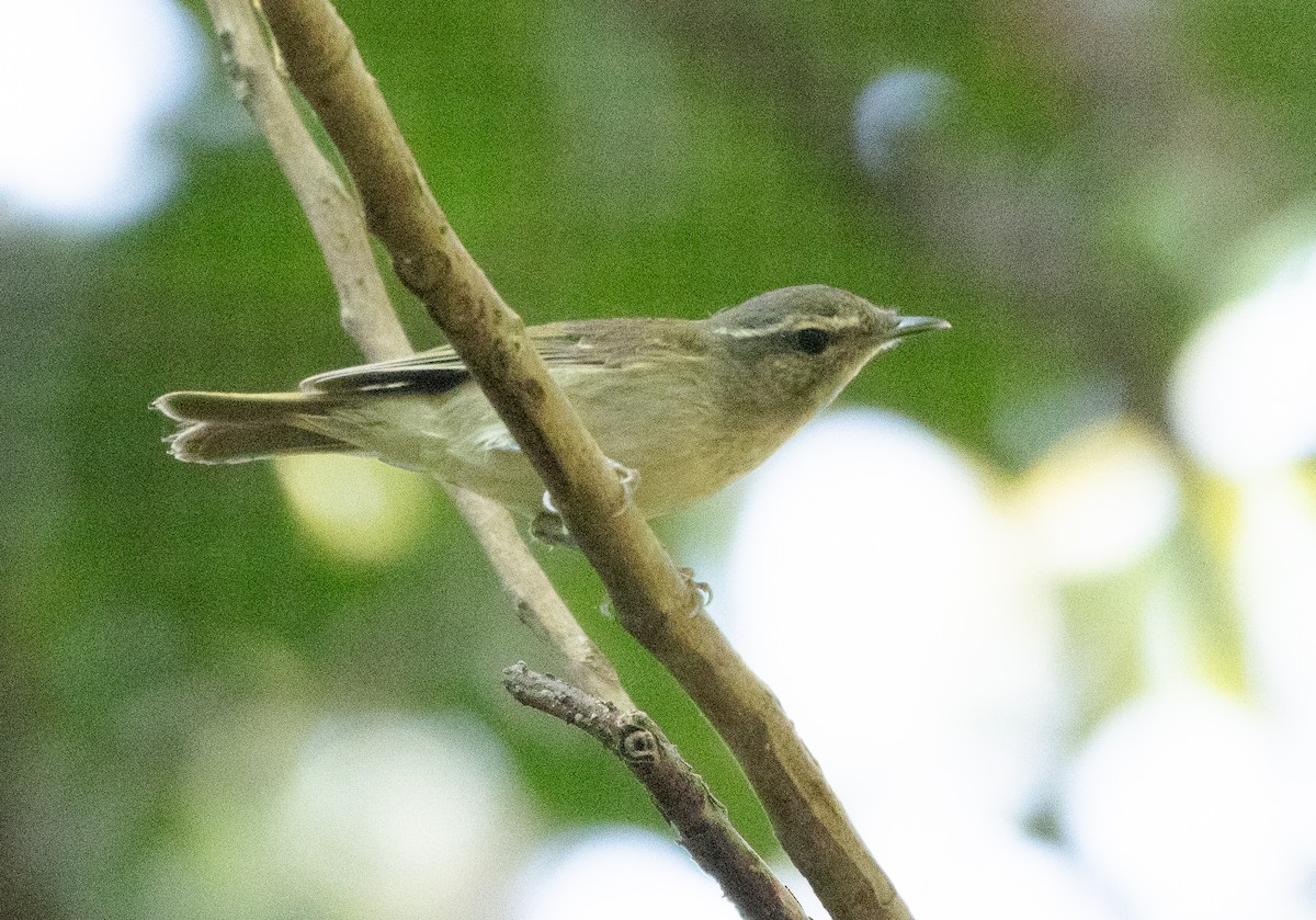 Large-billed Leaf Warbler - ML647134508