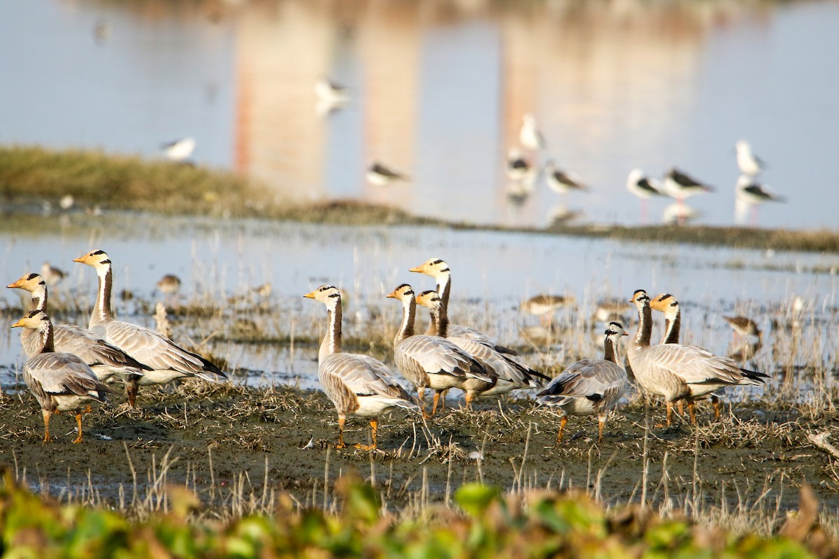 Bar-headed Goose - ML647134511