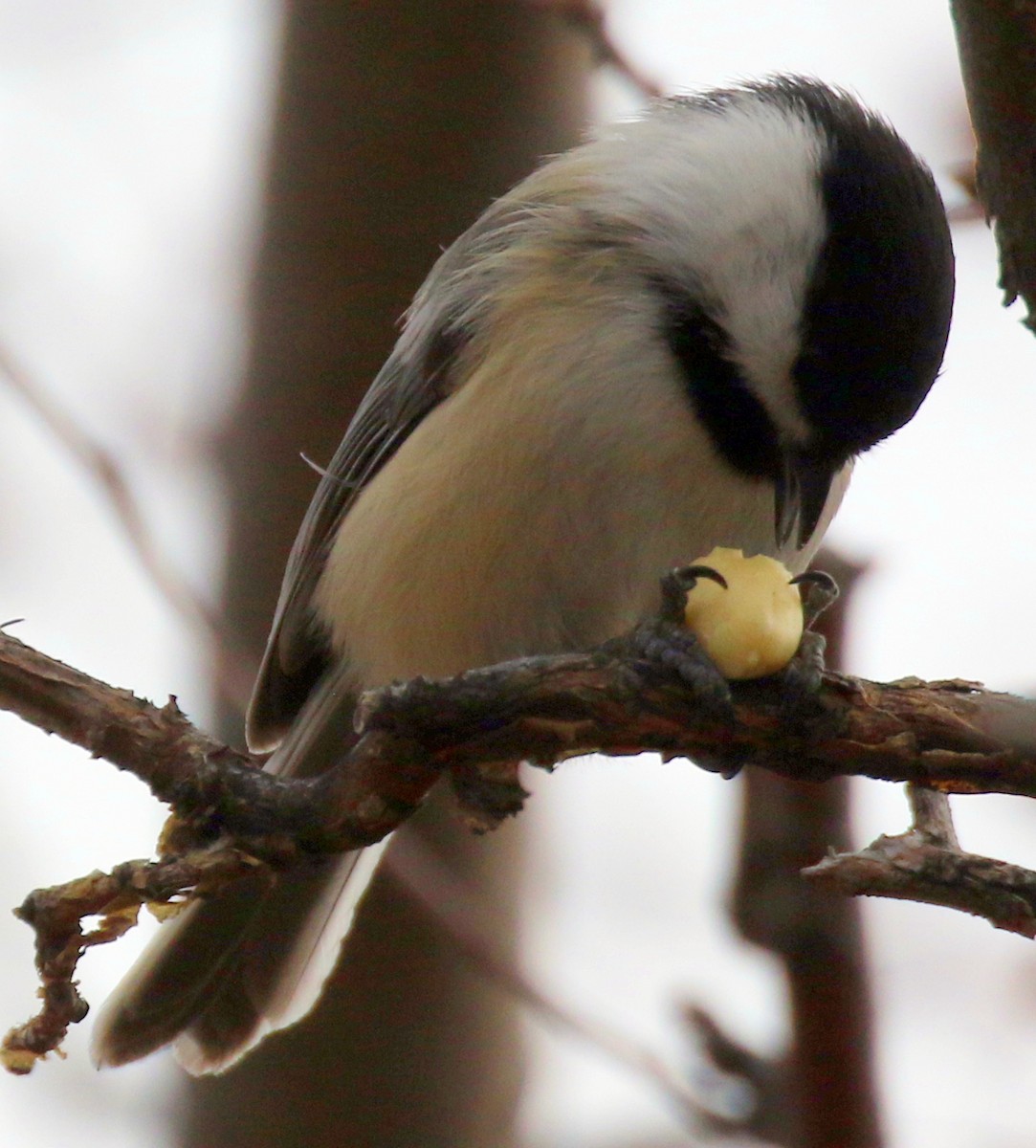 Black-capped Chickadee - ML647134516