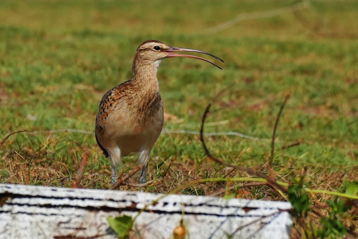Bristle-thighed Curlew - ML647134518