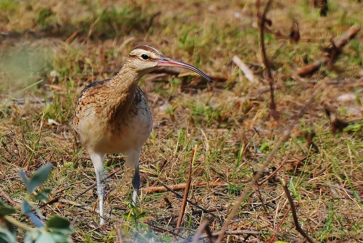 Bristle-thighed Curlew - ML647134519