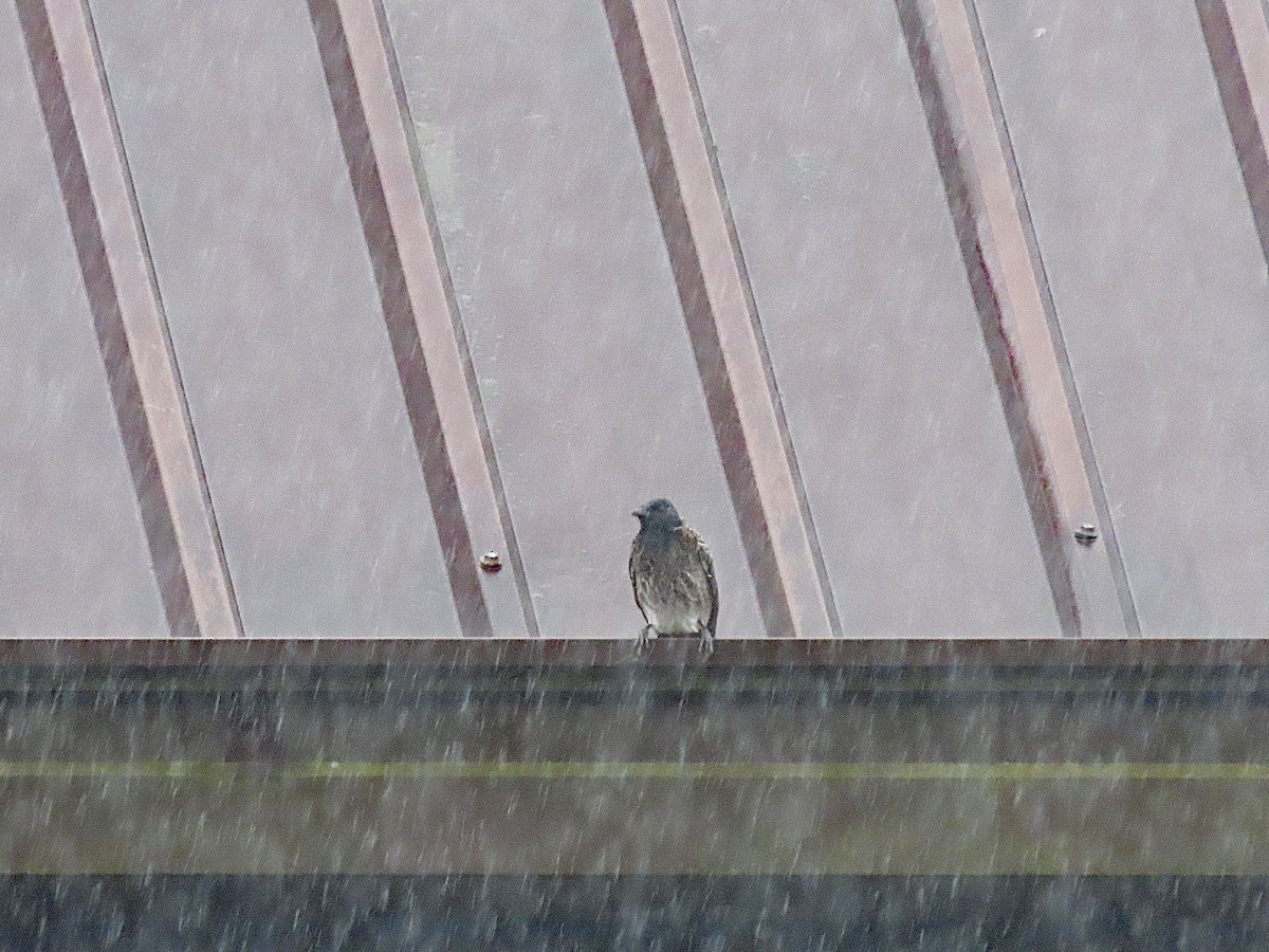 Red-vented Bulbul - ML647134520