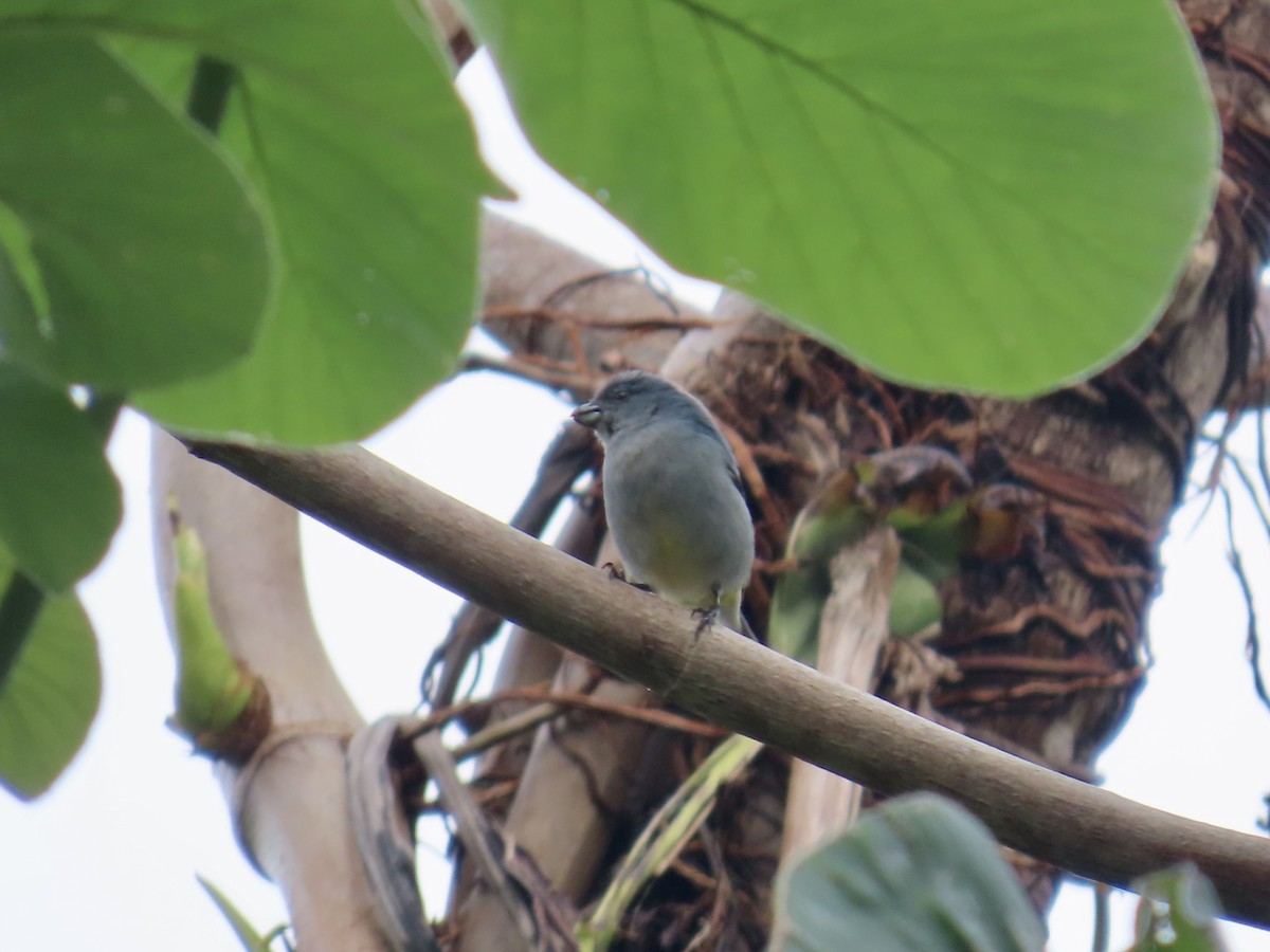 Jamaican Euphonia - ML647134521