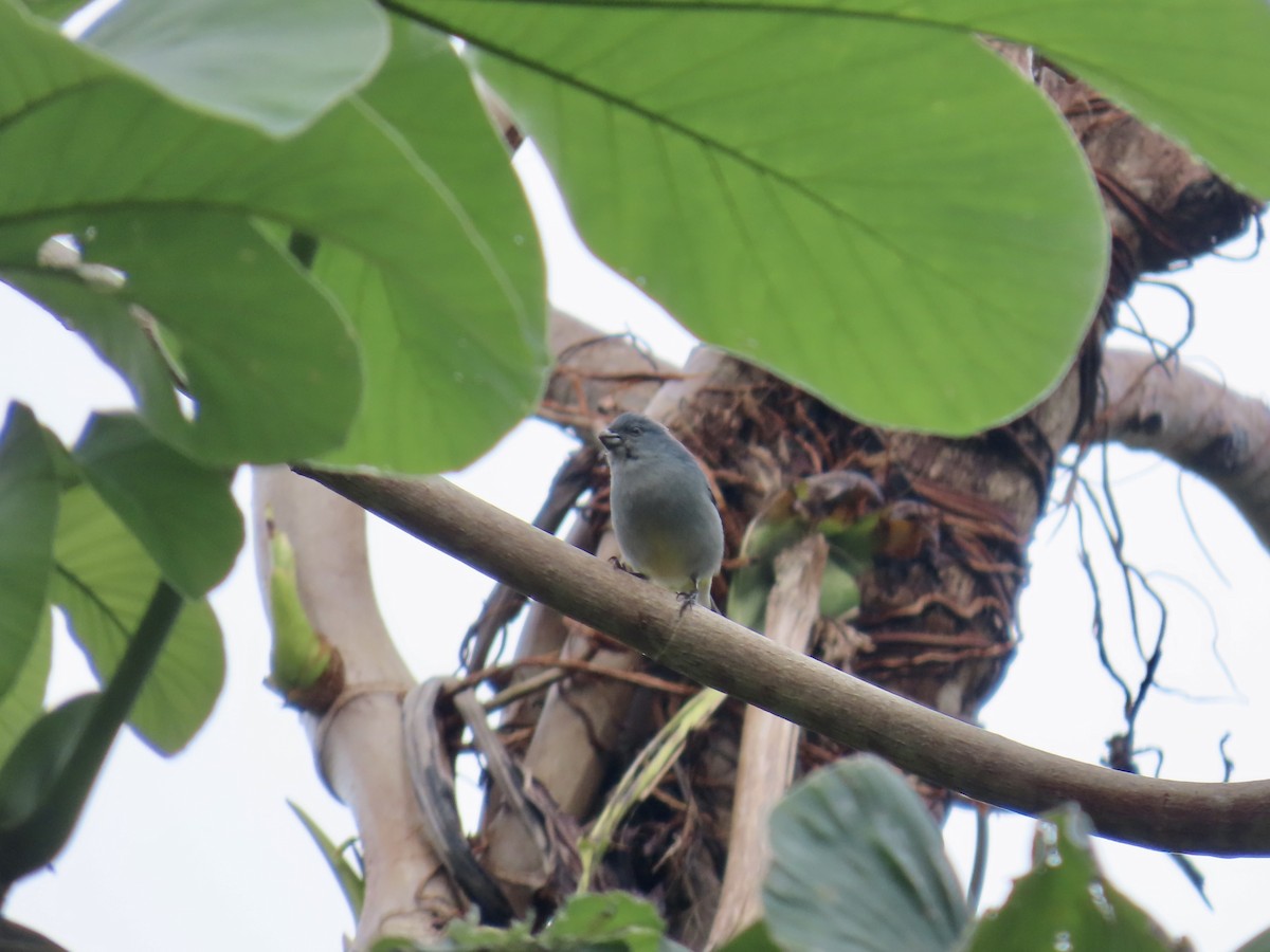 Jamaican Euphonia - ML647134522