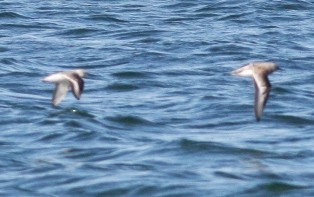 Sanderling - ML647134523