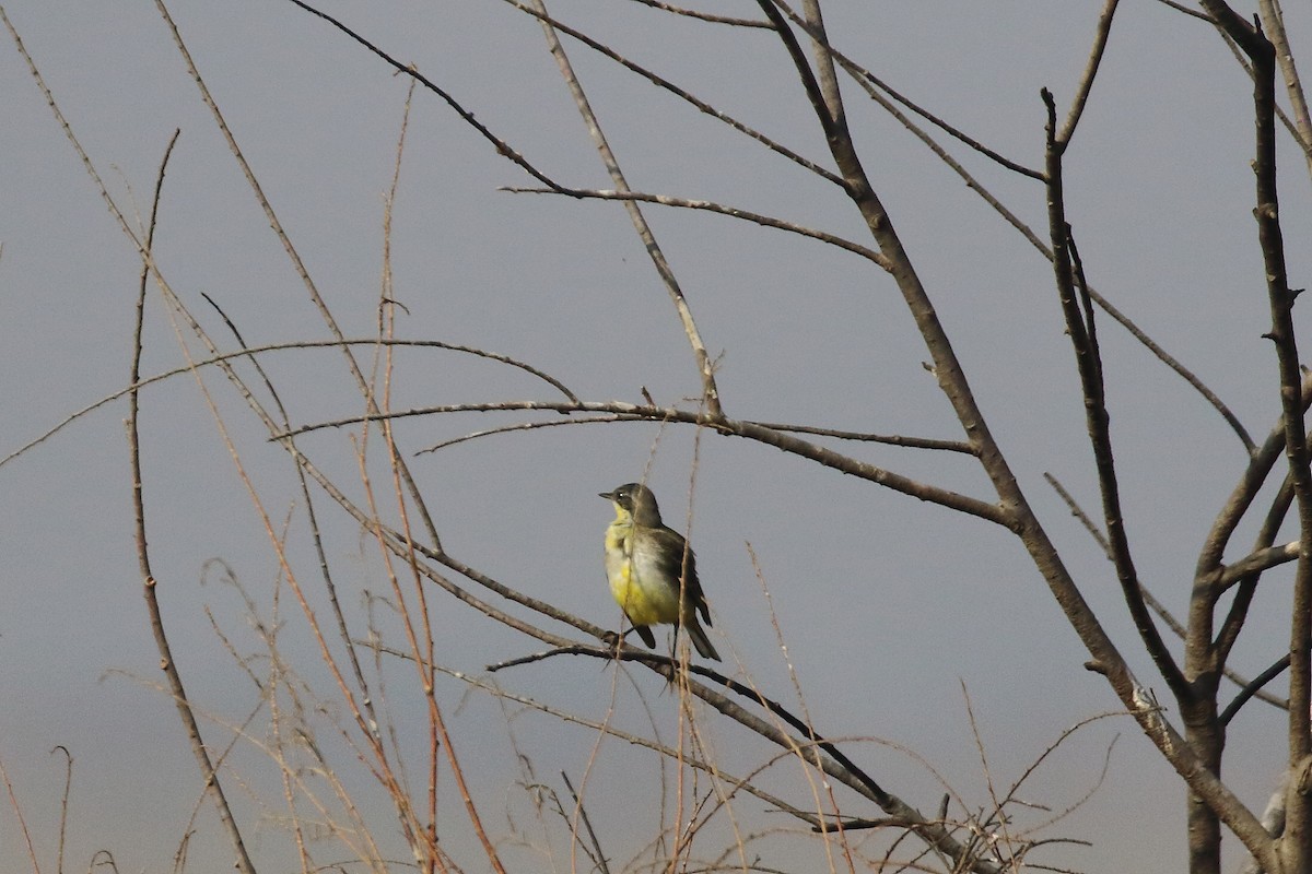 Western Yellow Wagtail - ML647134524