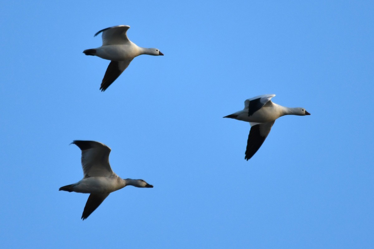Ross's Goose - ML647134525