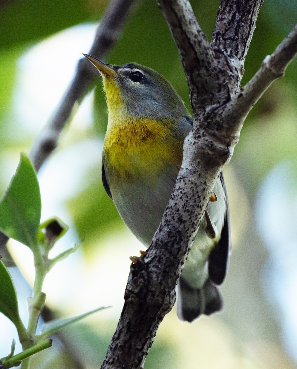 Northern Parula - ML647134527