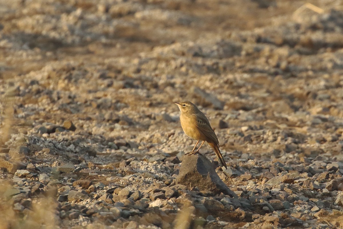 Long-billed Pipit - ML647134540