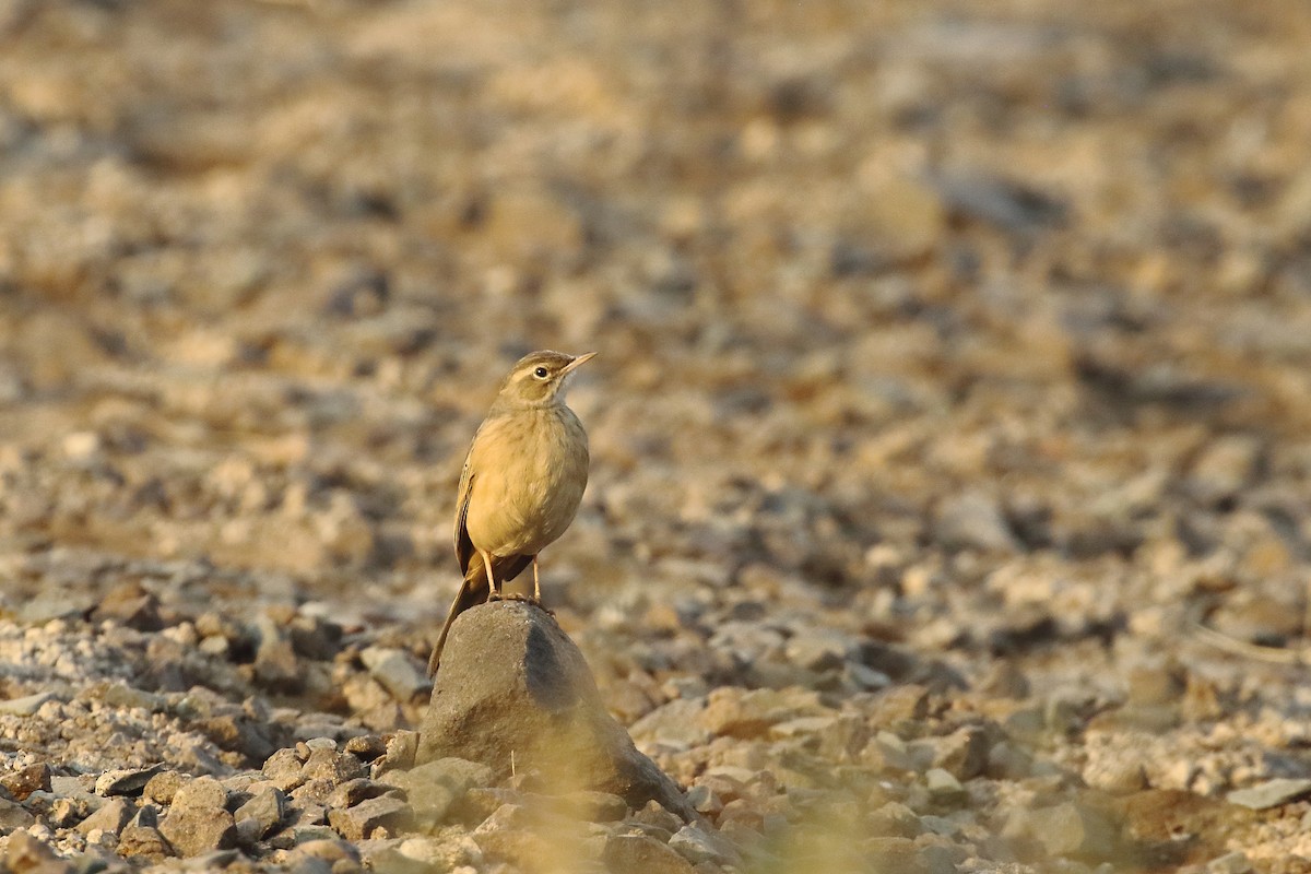 Long-billed Pipit - ML647134541
