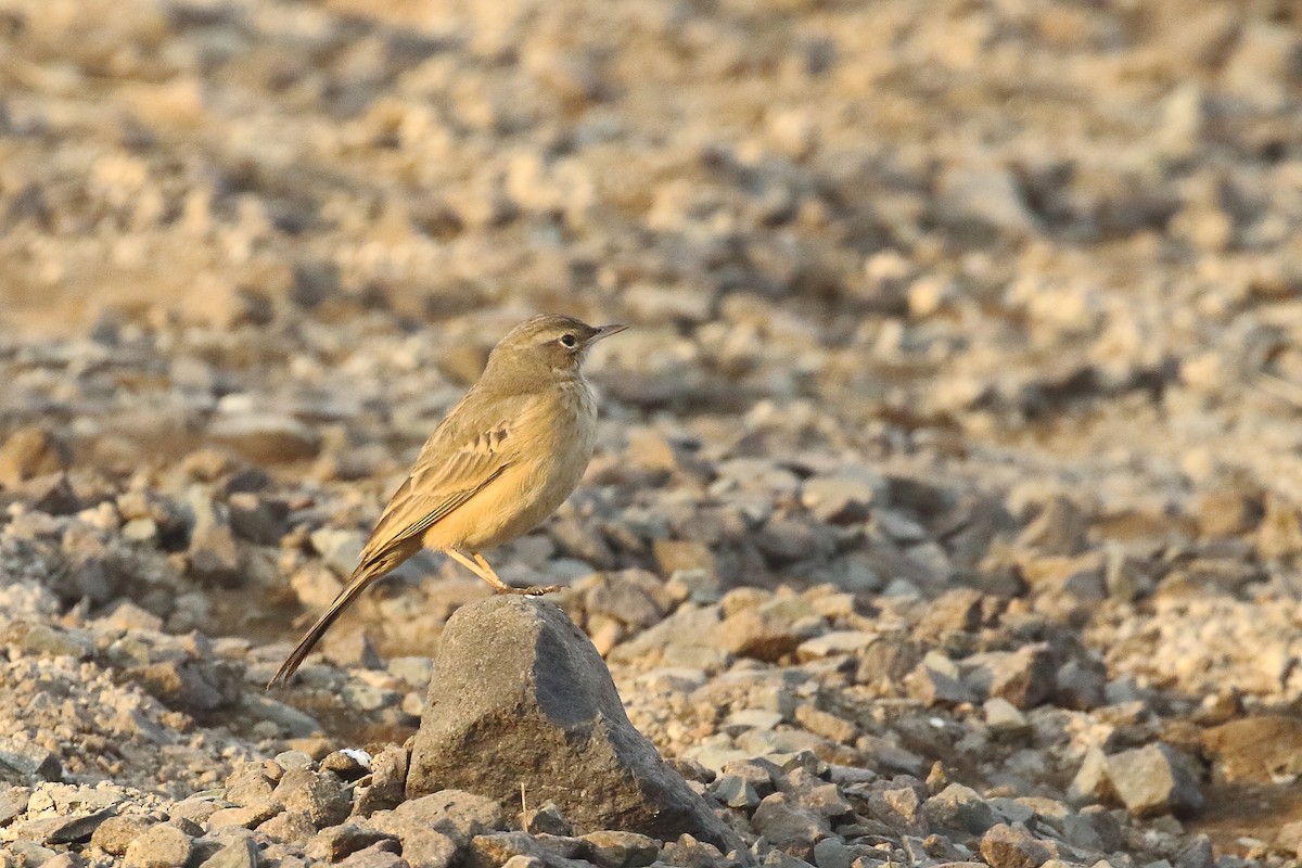 Long-billed Pipit - ML647134542