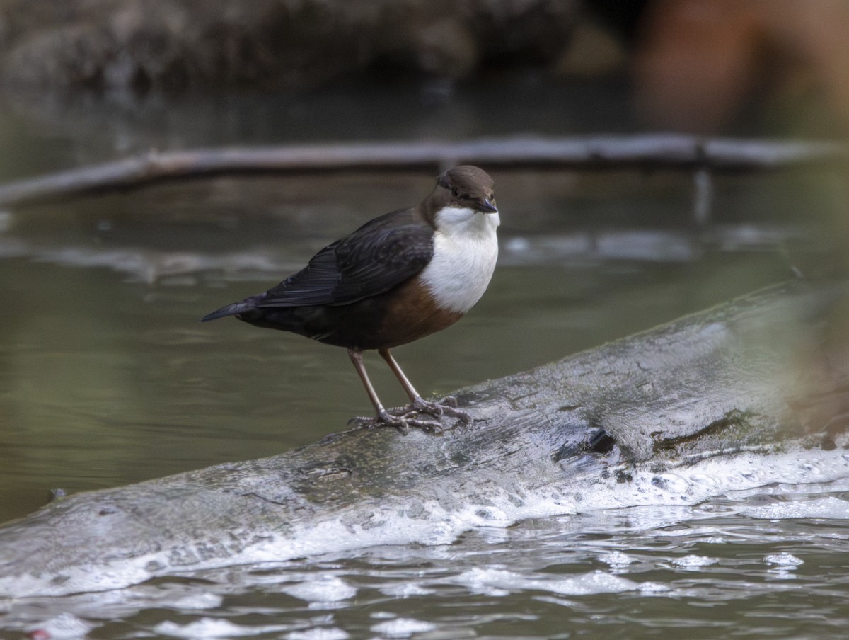 White-throated Dipper - ML647134543