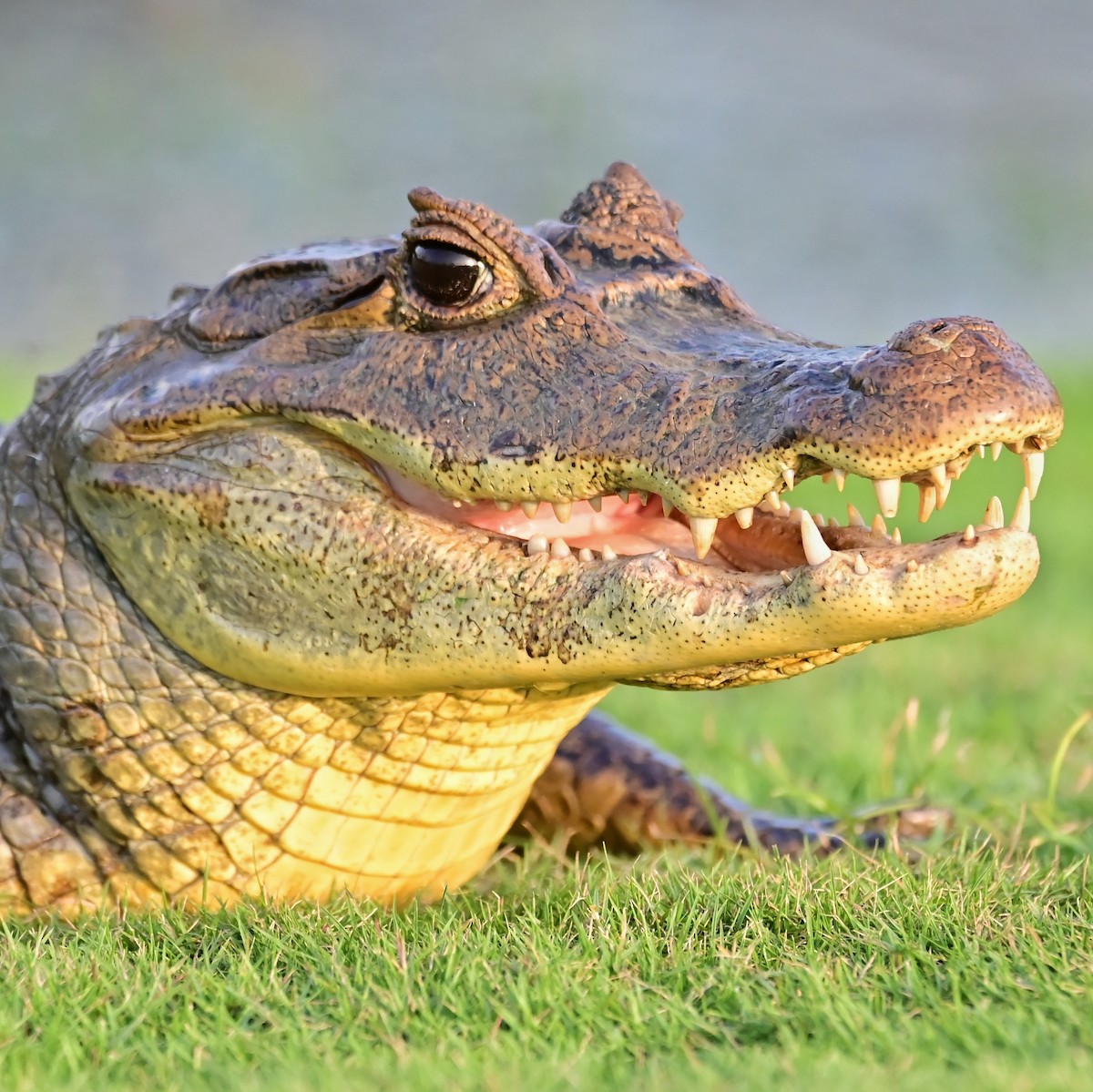 Animals - ML647134544