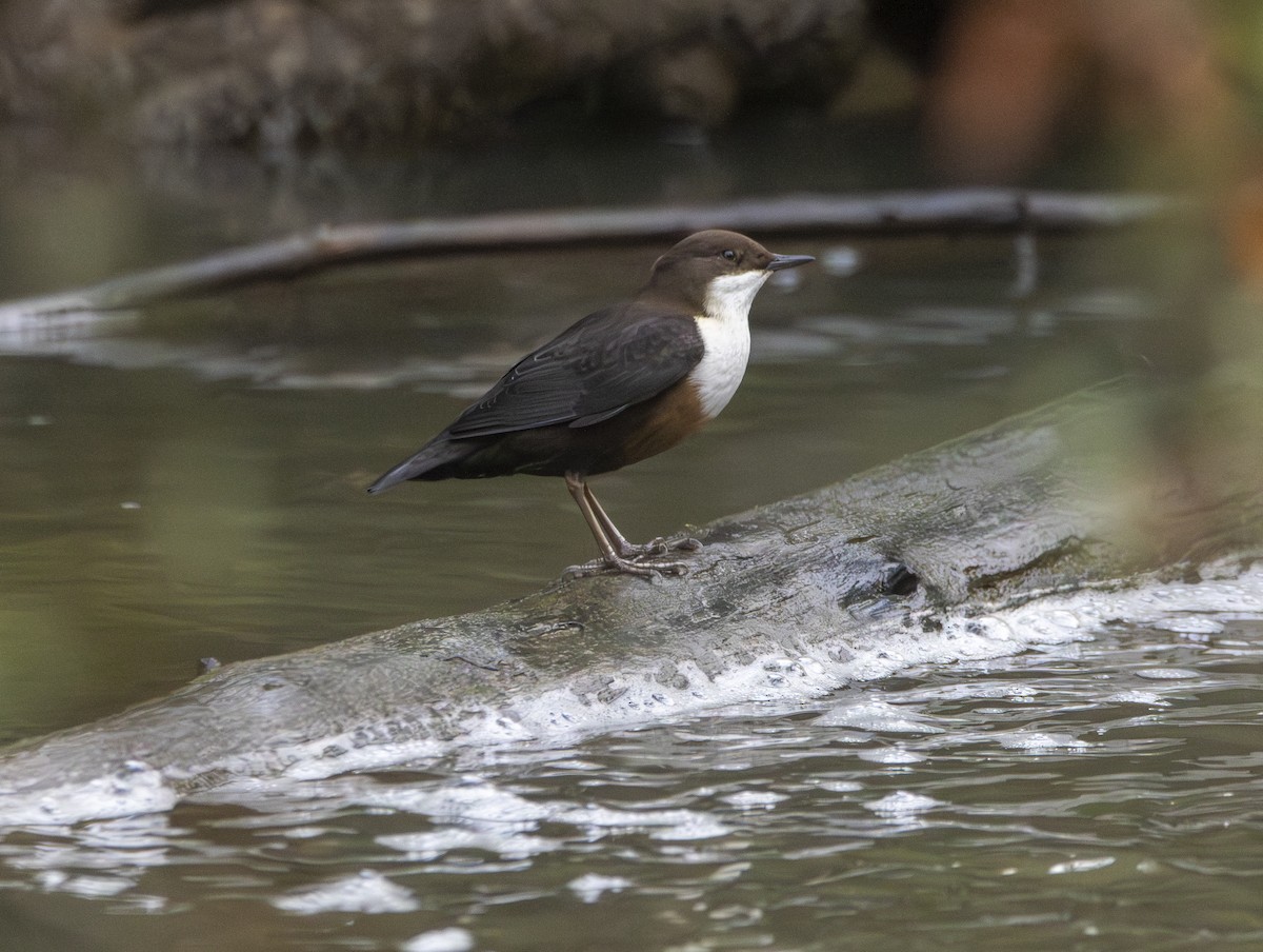 White-throated Dipper - ML647134545