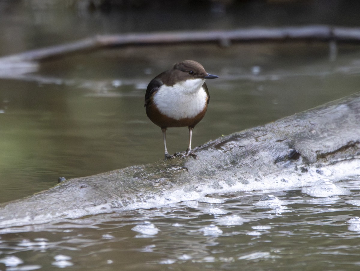 White-throated Dipper - ML647134546