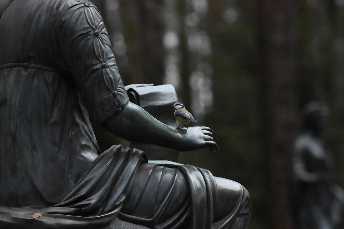 sýkora modřinka - ML647134547