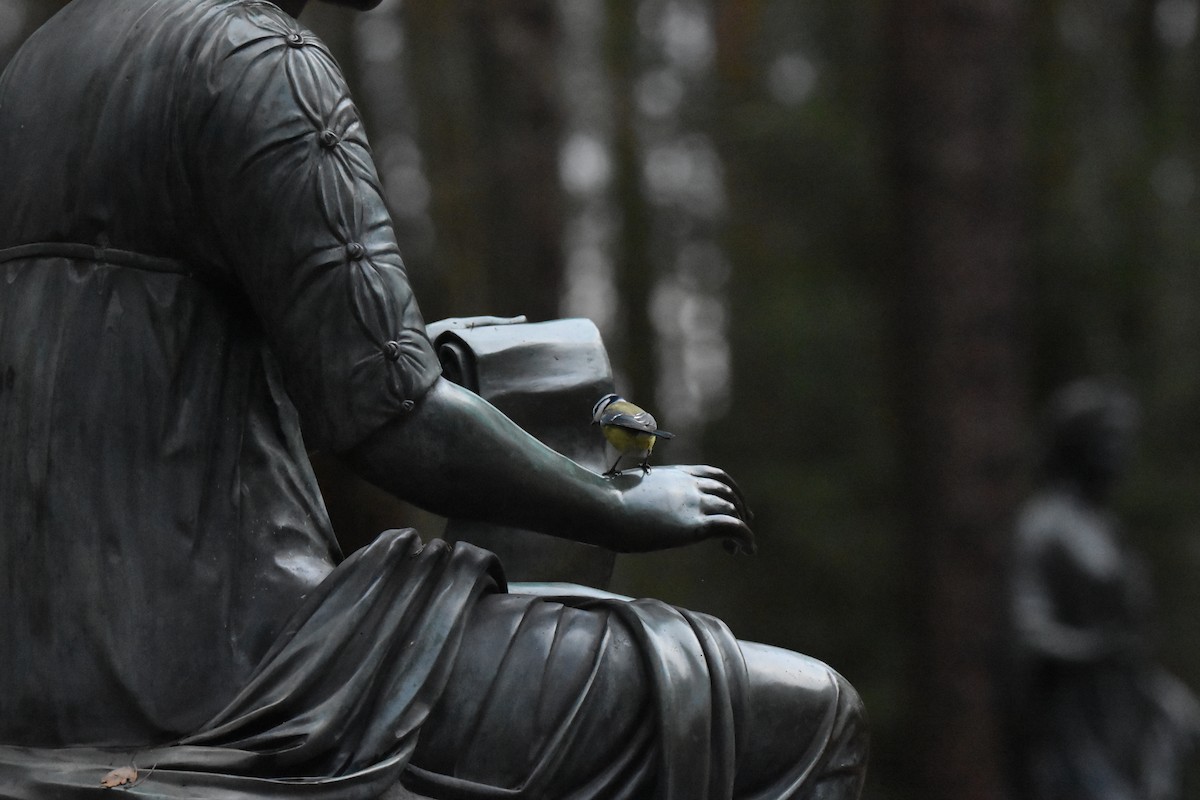 sýkora modřinka - ML647134548