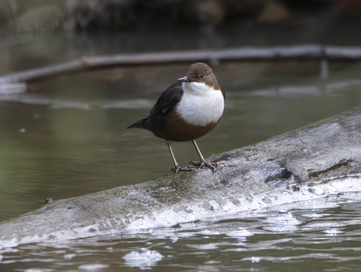 White-throated Dipper - ML647134550