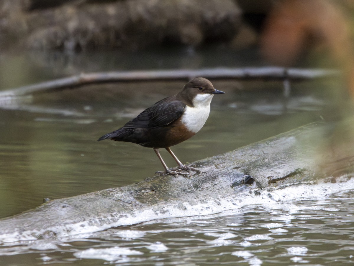 White-throated Dipper - ML647134552