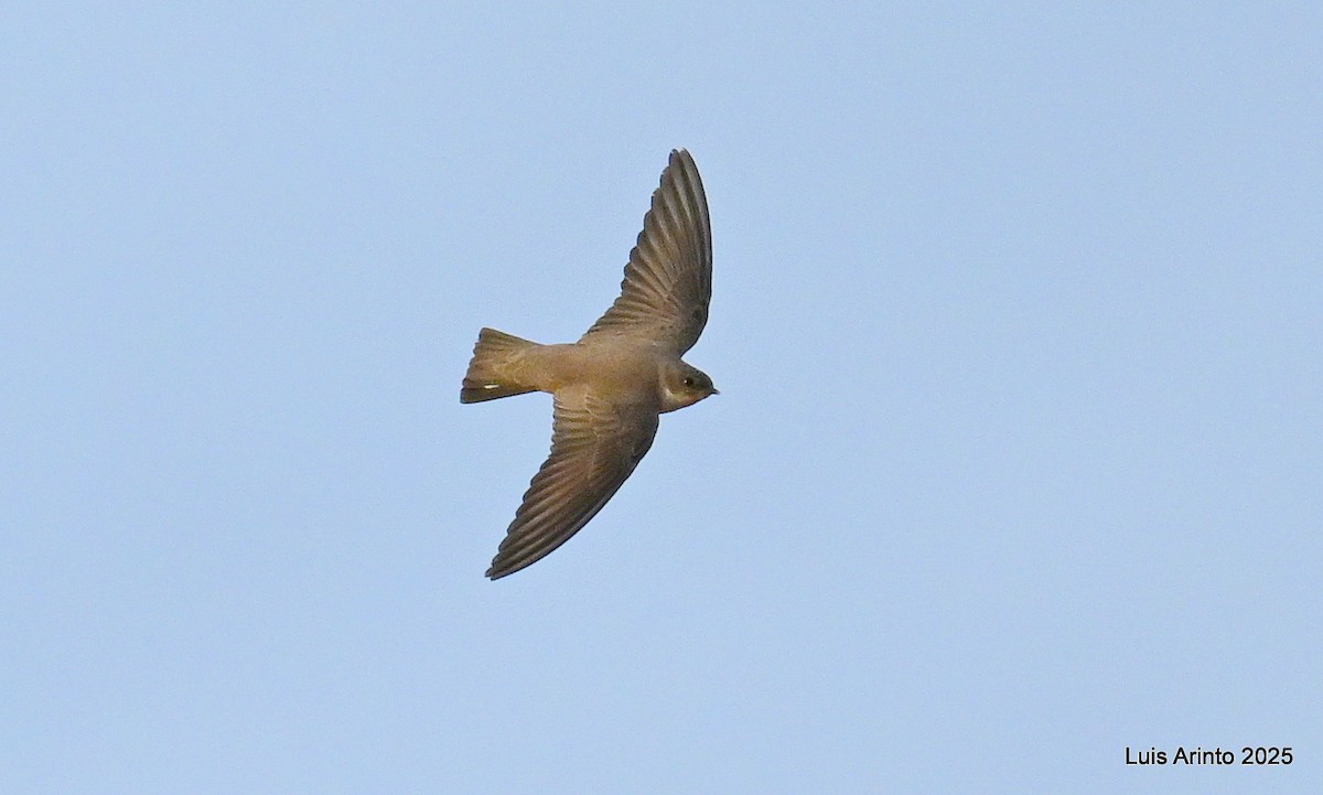 Скальная ласточка - ML647134561