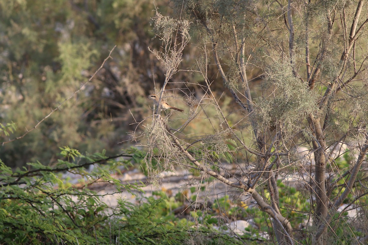 Улбар сүүлт дунхай - ML647134562