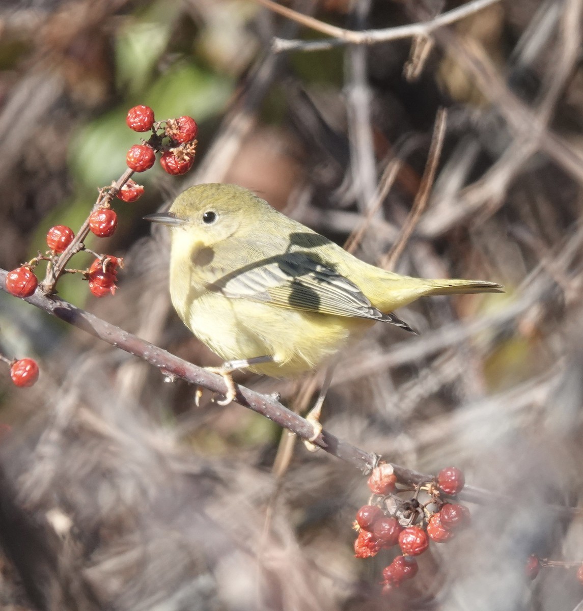 Northern Yellow Warbler - ML647134563