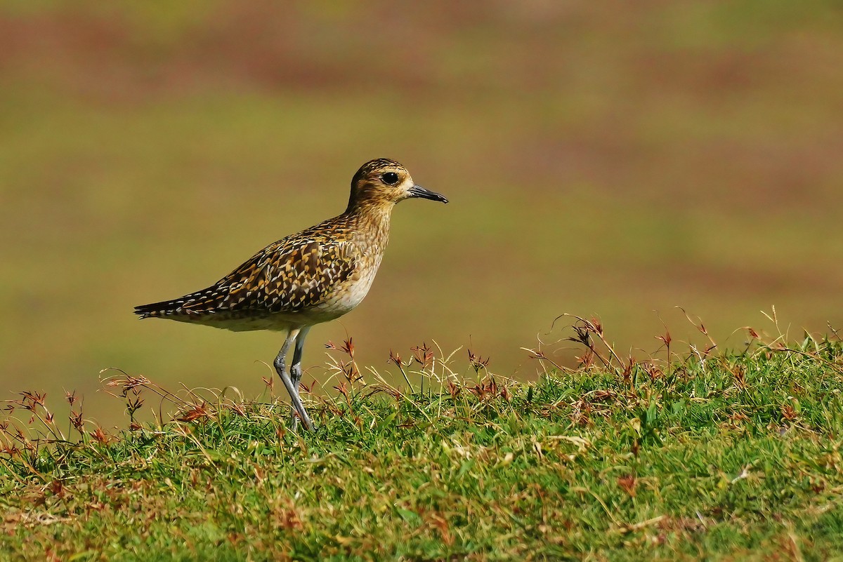 kulík pacifický - ML647134566