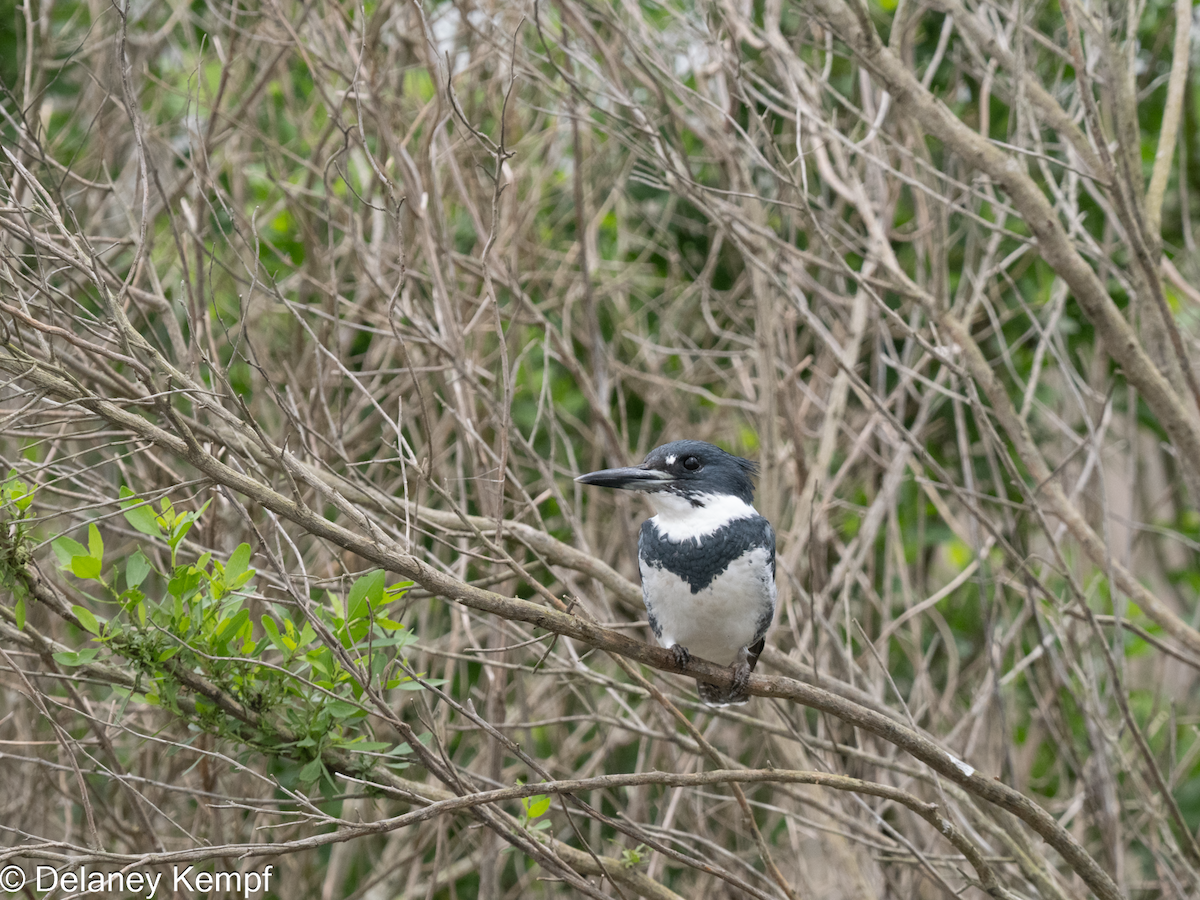 Martin-pêcheur d'Amérique - ML647134568