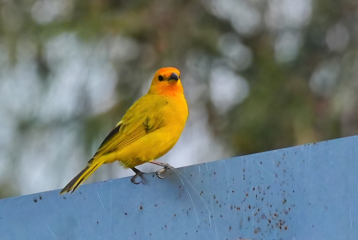 Saffron Finch - ML647134569