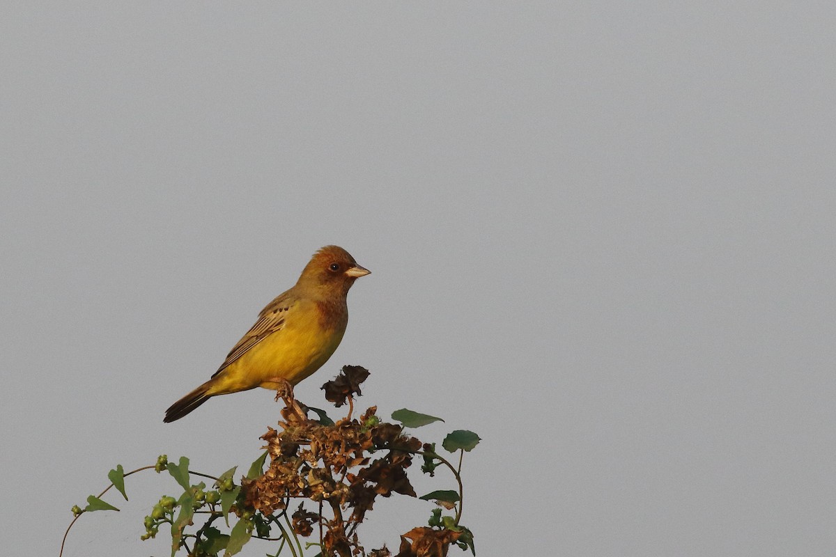 Red-headed Bunting - ML647134574