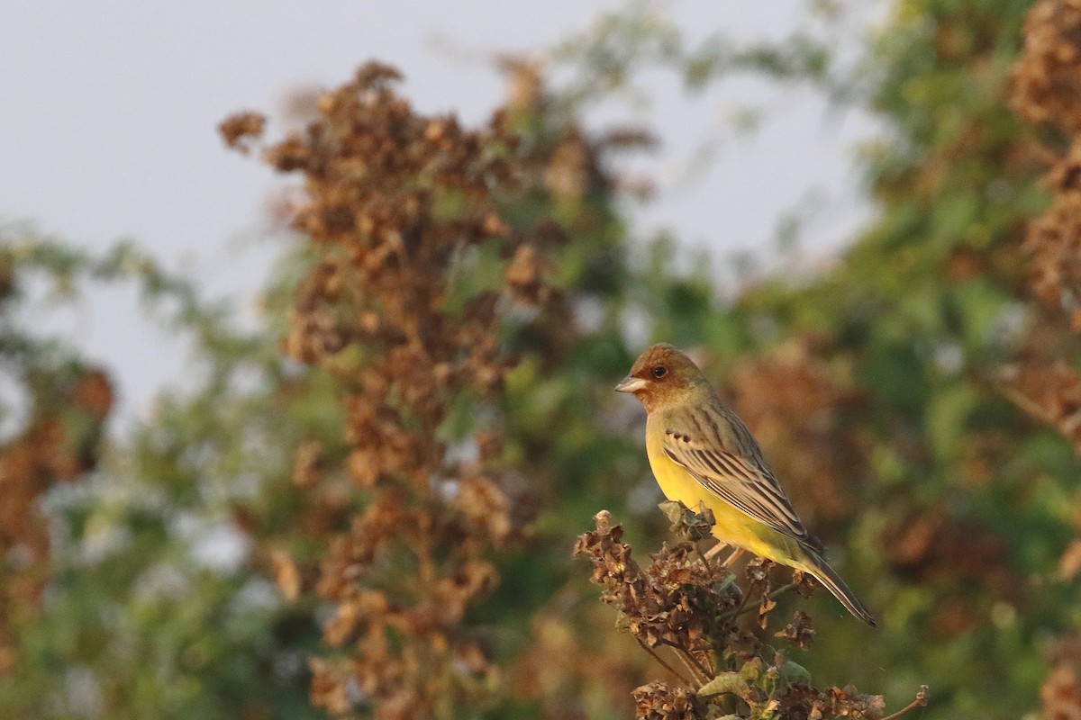 Red-headed Bunting - ML647134575