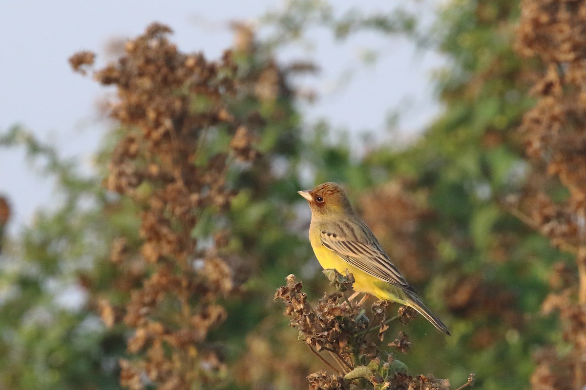 Red-headed Bunting - ML647134576