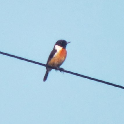 European Stonechat - ML647134589