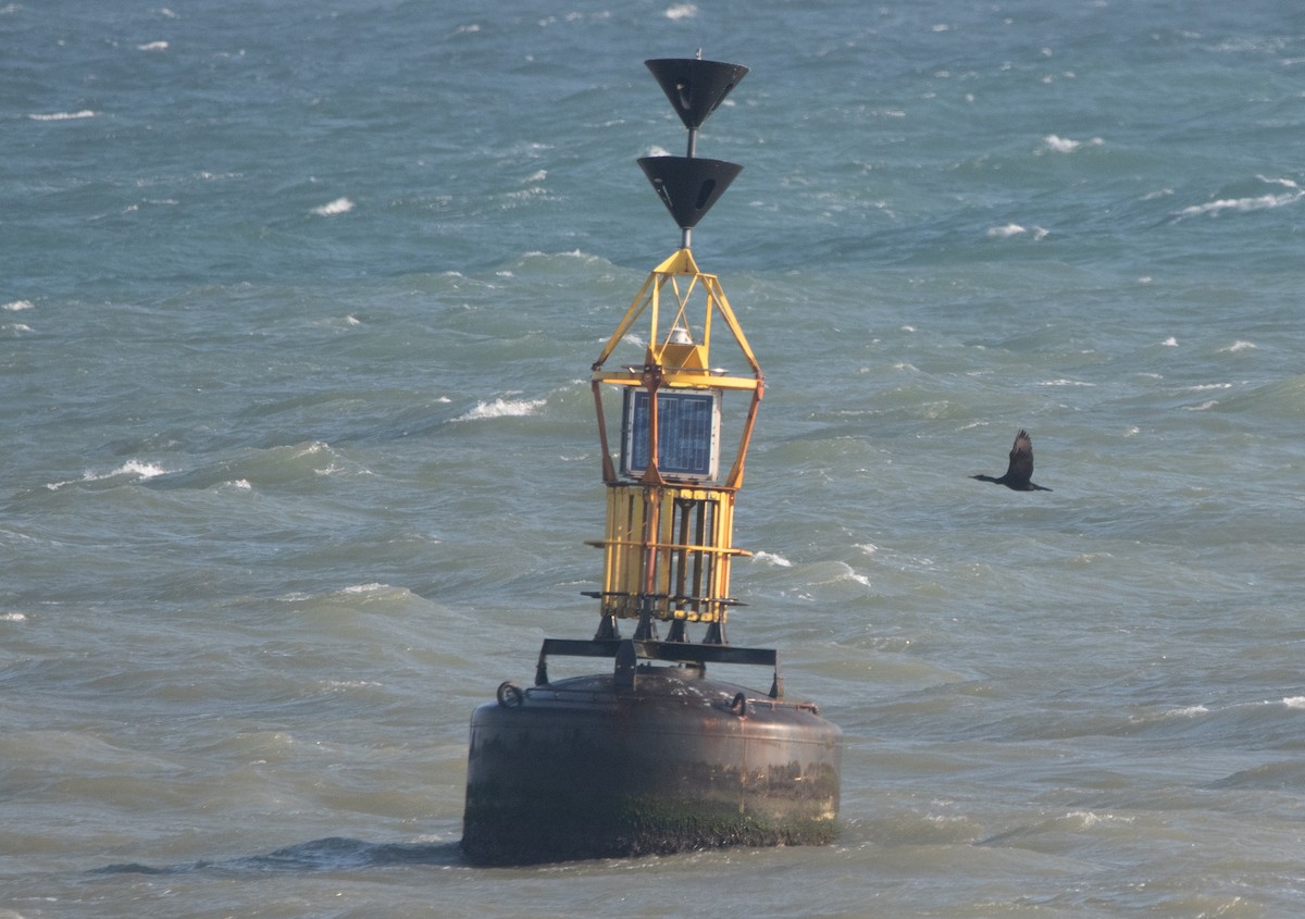 European Shag - ML647134590