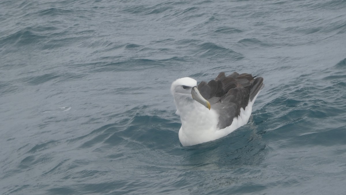 ハジロアホウドリ - ML647134592